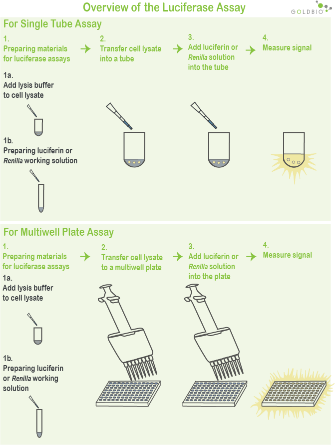 Why Using a Luciferase Assay Kit Safeguards your Research GoldBio